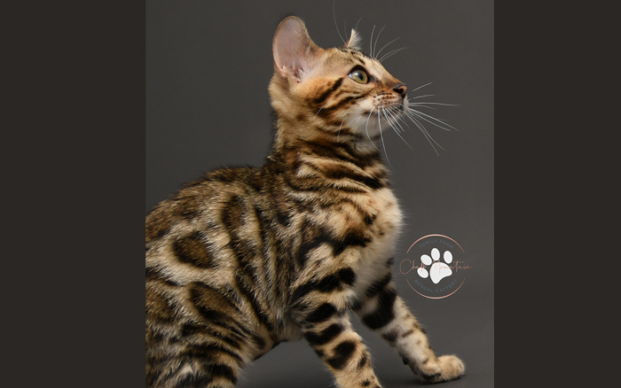 Bengal kitten for sale